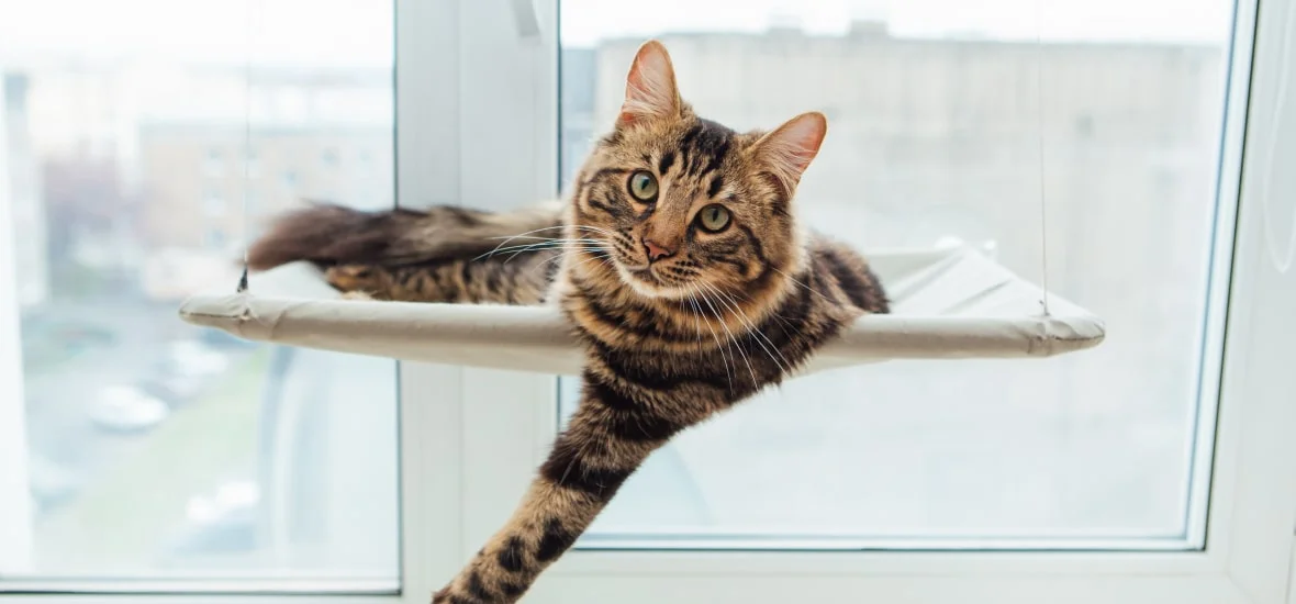 Витамины для кошки