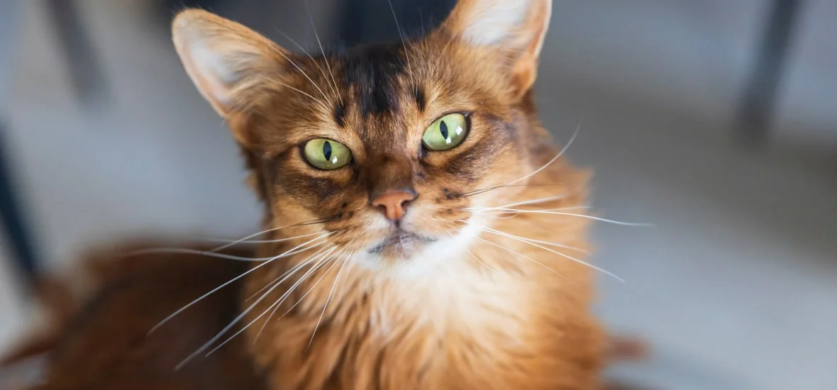 Причины выпадения шерсти