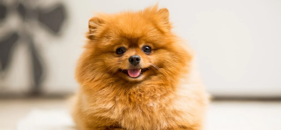 Снижение стресса у собаки