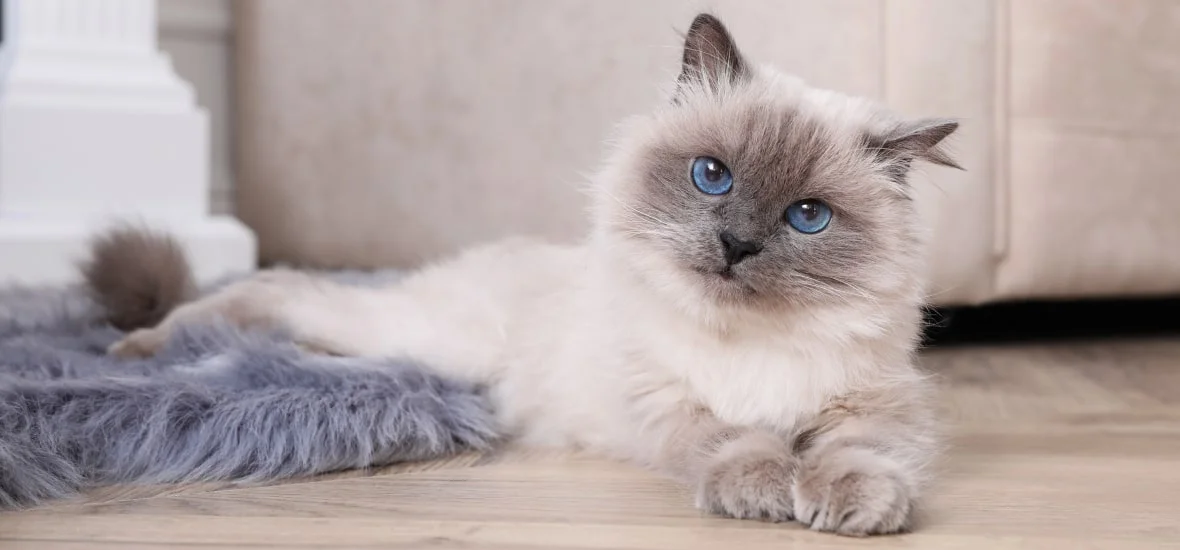 Фото бирманской кошки