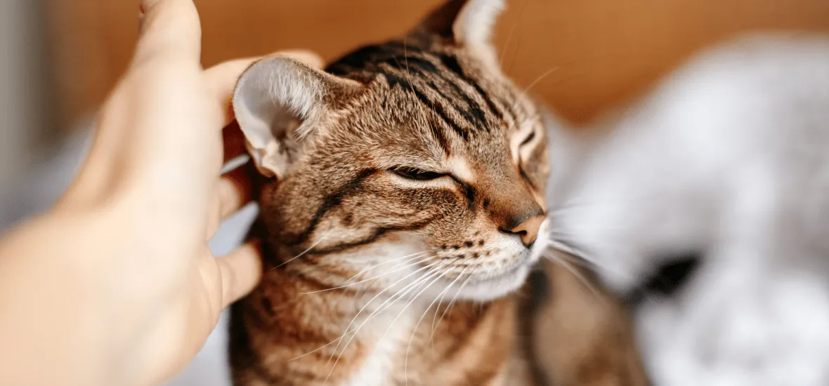 Ушной клещ у кошки