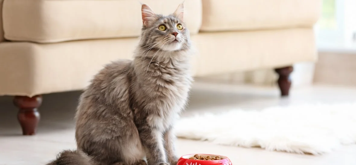 Профилактика гастрита у кошек