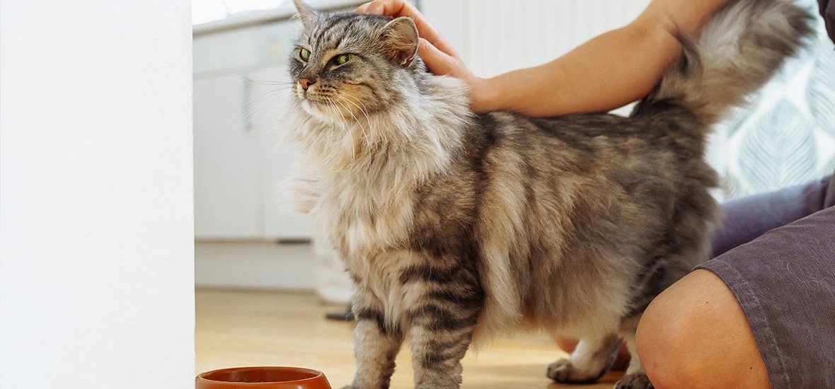 Питание кошки для набора веса