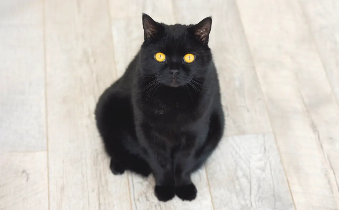 Бомбейская кошка