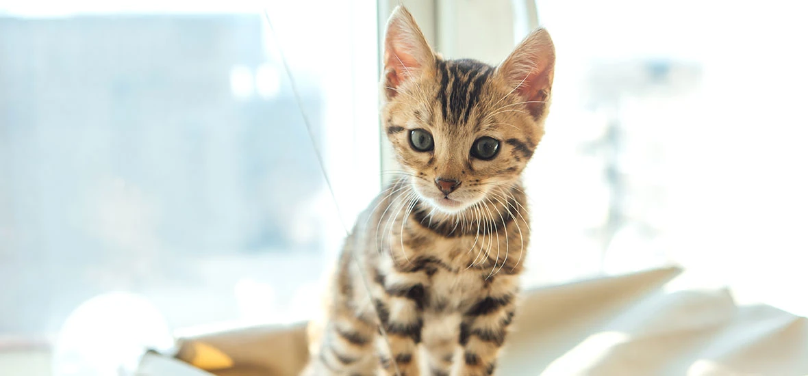 Важность воды для котенка