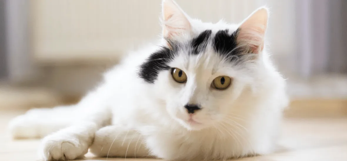 Порода турецкая ангора