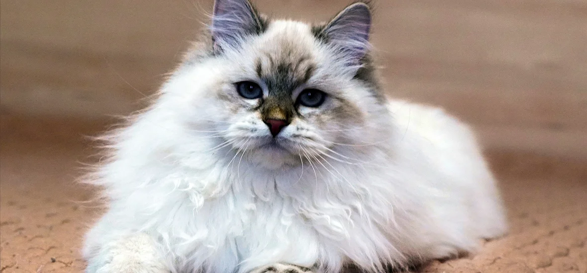 Панкреатит у кошки