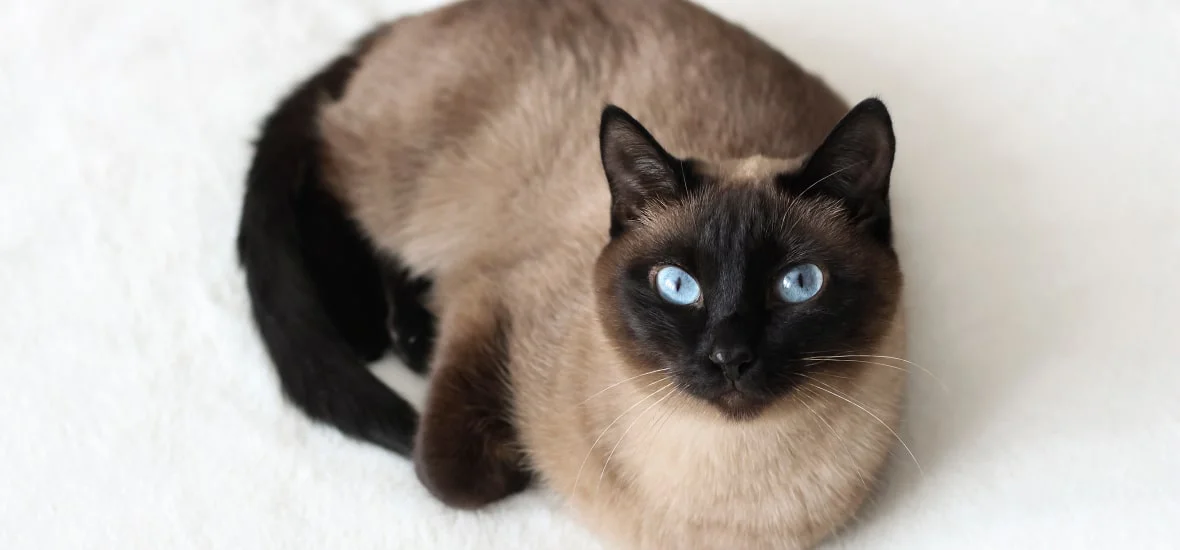 Причины гастрита у кошки