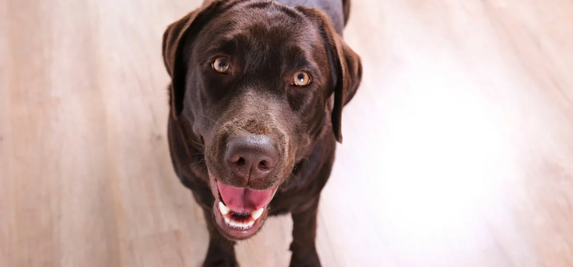 Как понять, что собака проглотила таблетку?