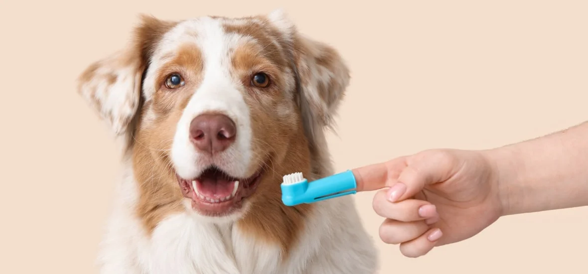 Инструкция по чистке зубов