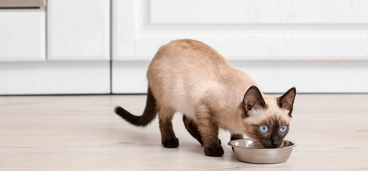 Влажный корм для котенка