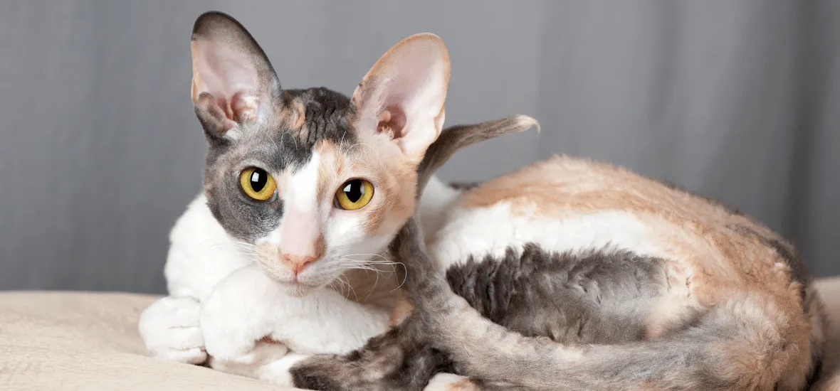 Характер корниш-рекса