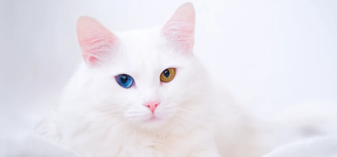 Внешность турецкой ангоры