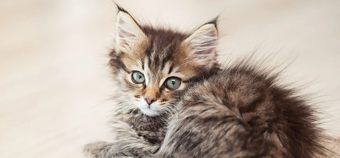 Котенок не пьет воду