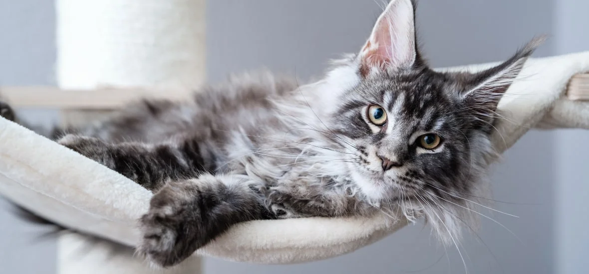 Предрасположенность некоторых кошек к гастриту