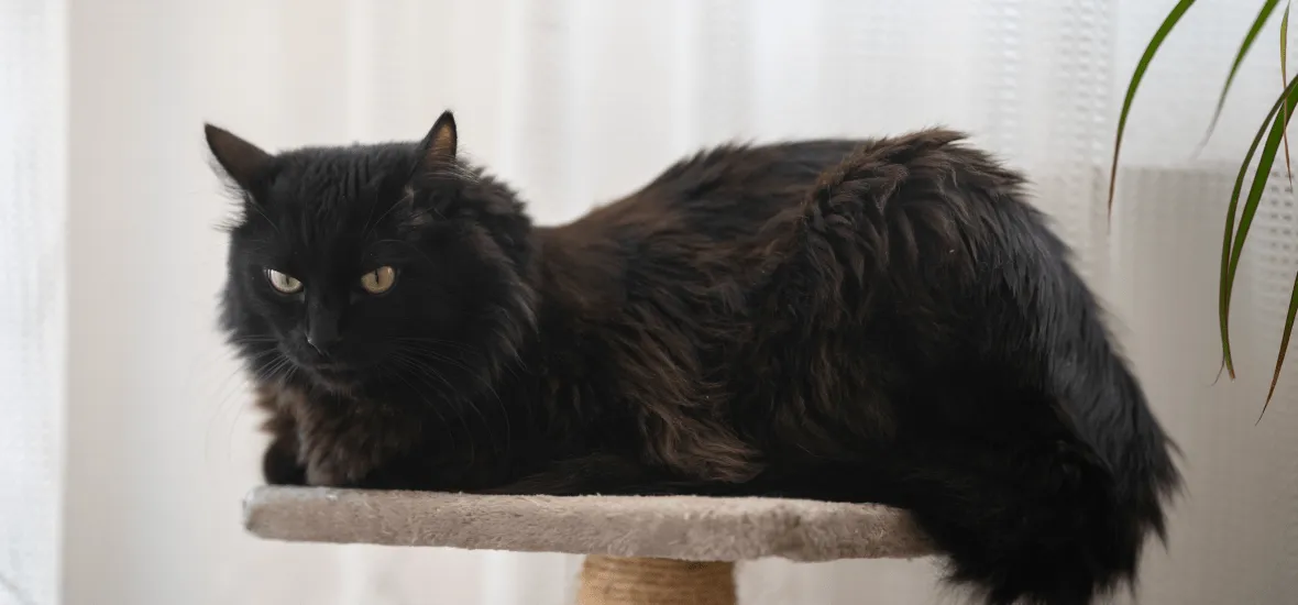 Воспитание турецкой ангоры