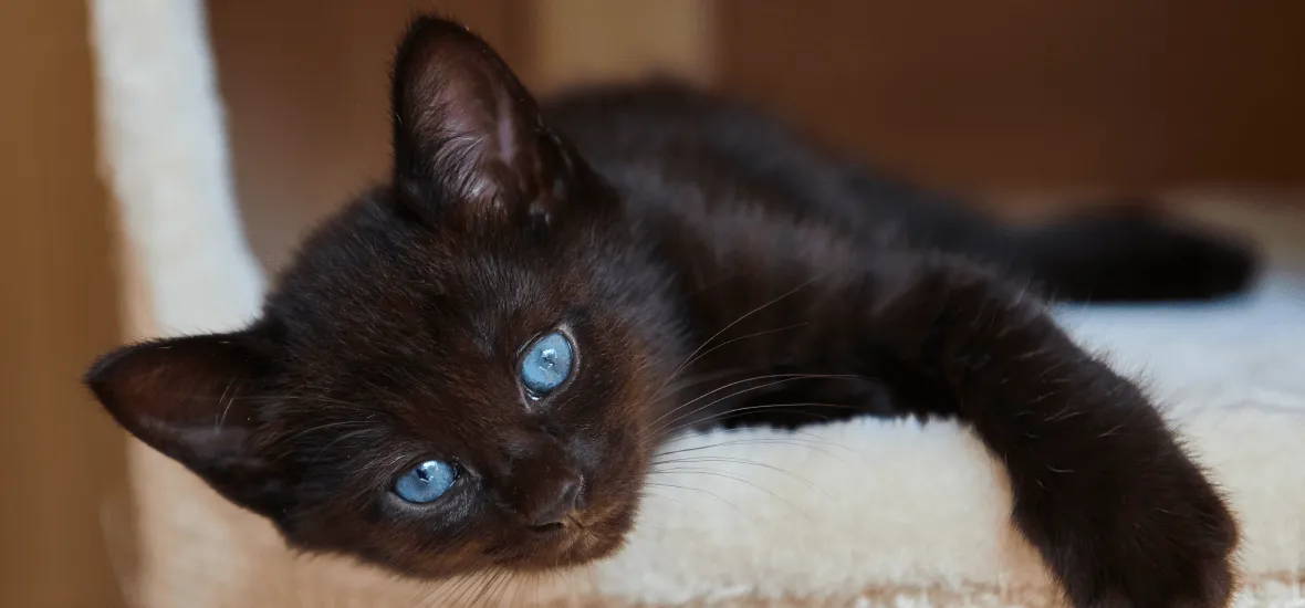 Популярные имена для черных котят