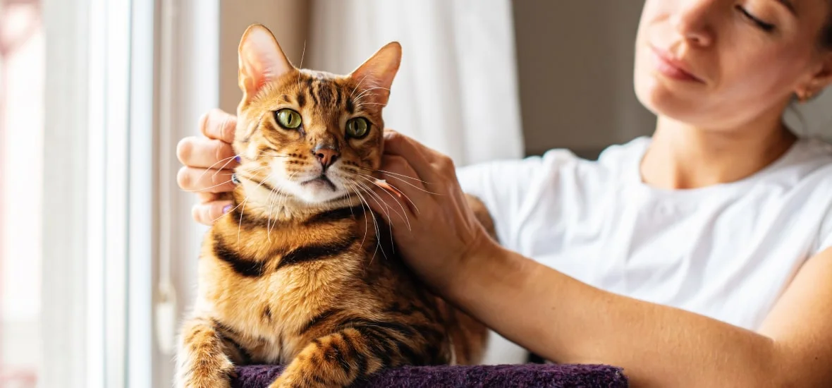 Иммунодефицит кошек не передается человеку