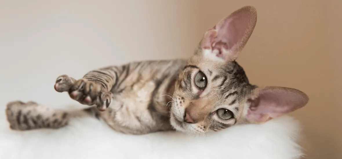 Фото корниш-рекса