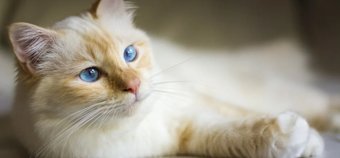 Окрасы бирманской кошки