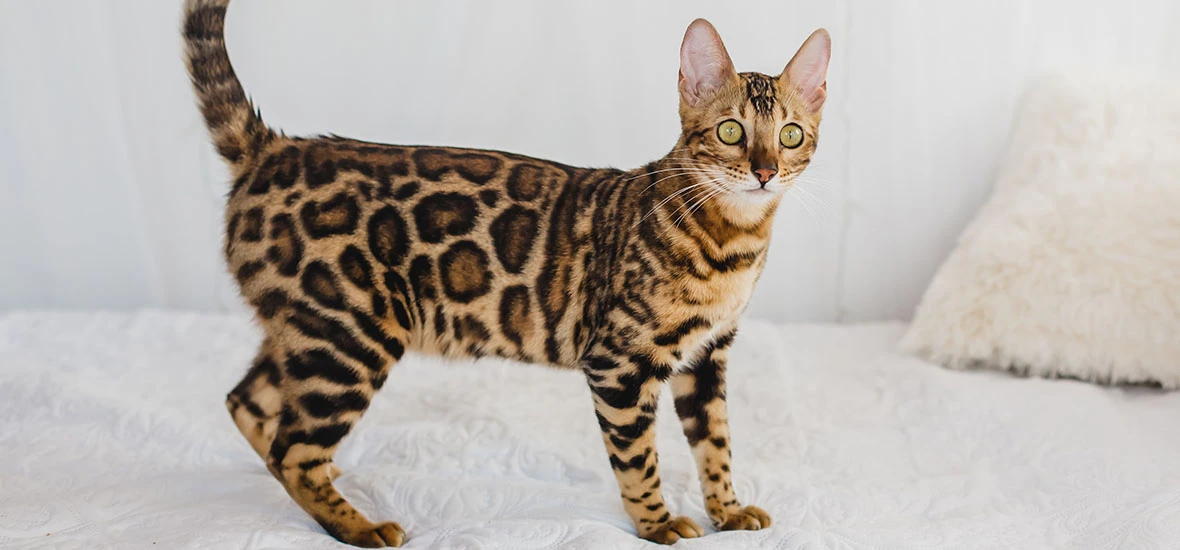 Телосложения кошек