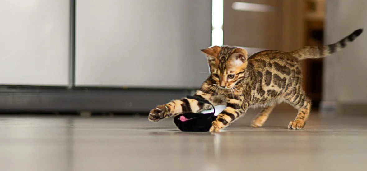 Игрушки для котенка