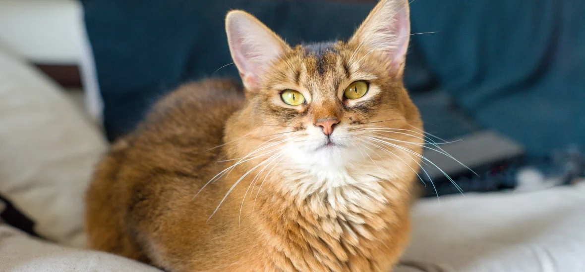 Дрожь у кошки