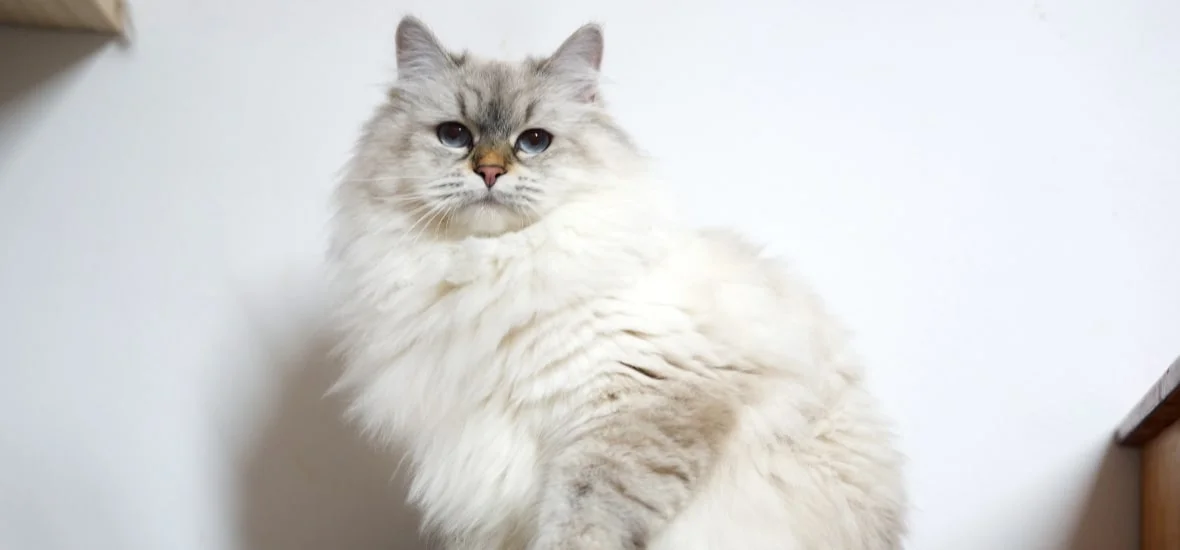 Стресс у кошки