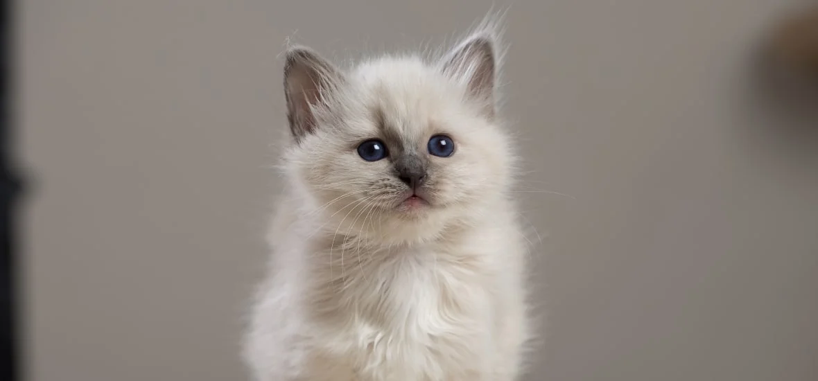 Здоровье котенка