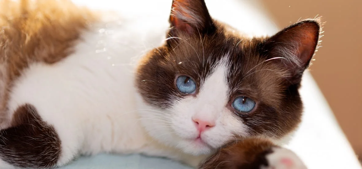 Признаки иммунодефицита у кошек