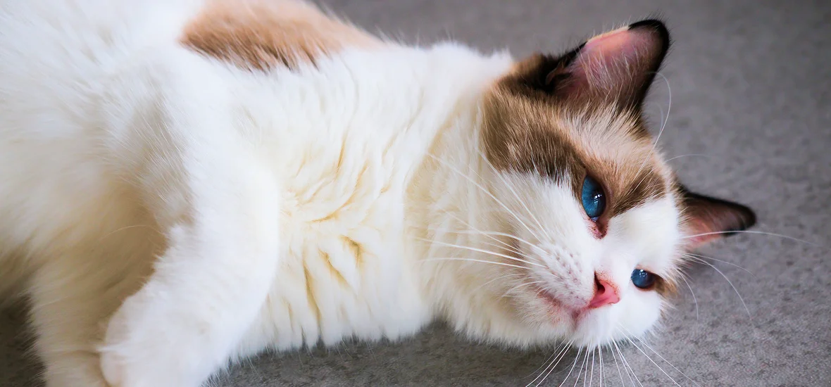 Уход за кормящей кошкой