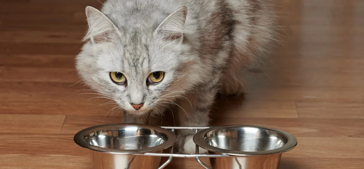 Рацион кошки