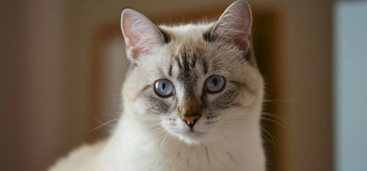 Лечение гастрита у кошек