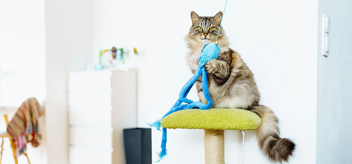 Разные виды игрушек для котов