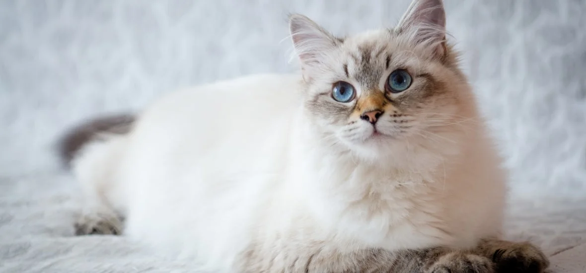 Уход за беременной кошкой