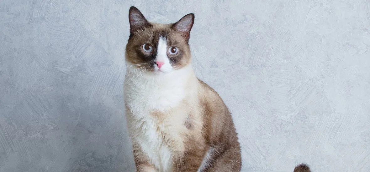 Причины дрожи у кошки