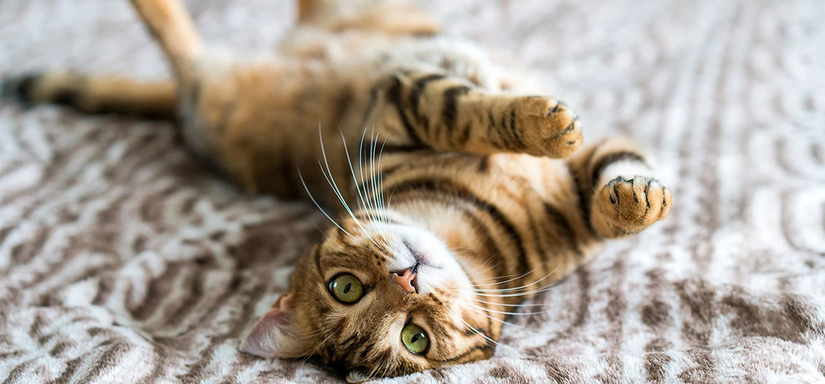 Типы эпилепсии у кошек