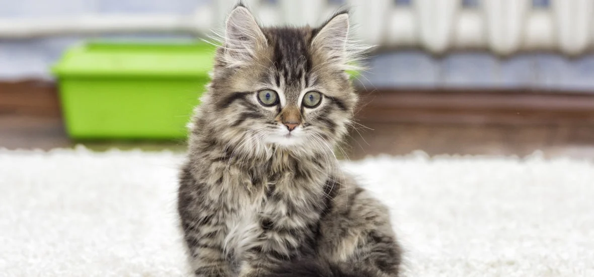 Приучение к лотку