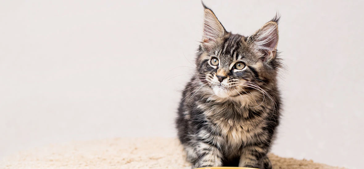 Как приучить котенка пить воду?