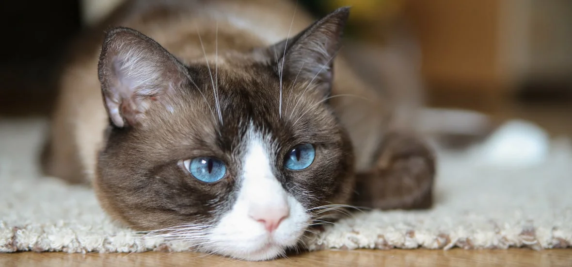 Признаки и виды гастрита