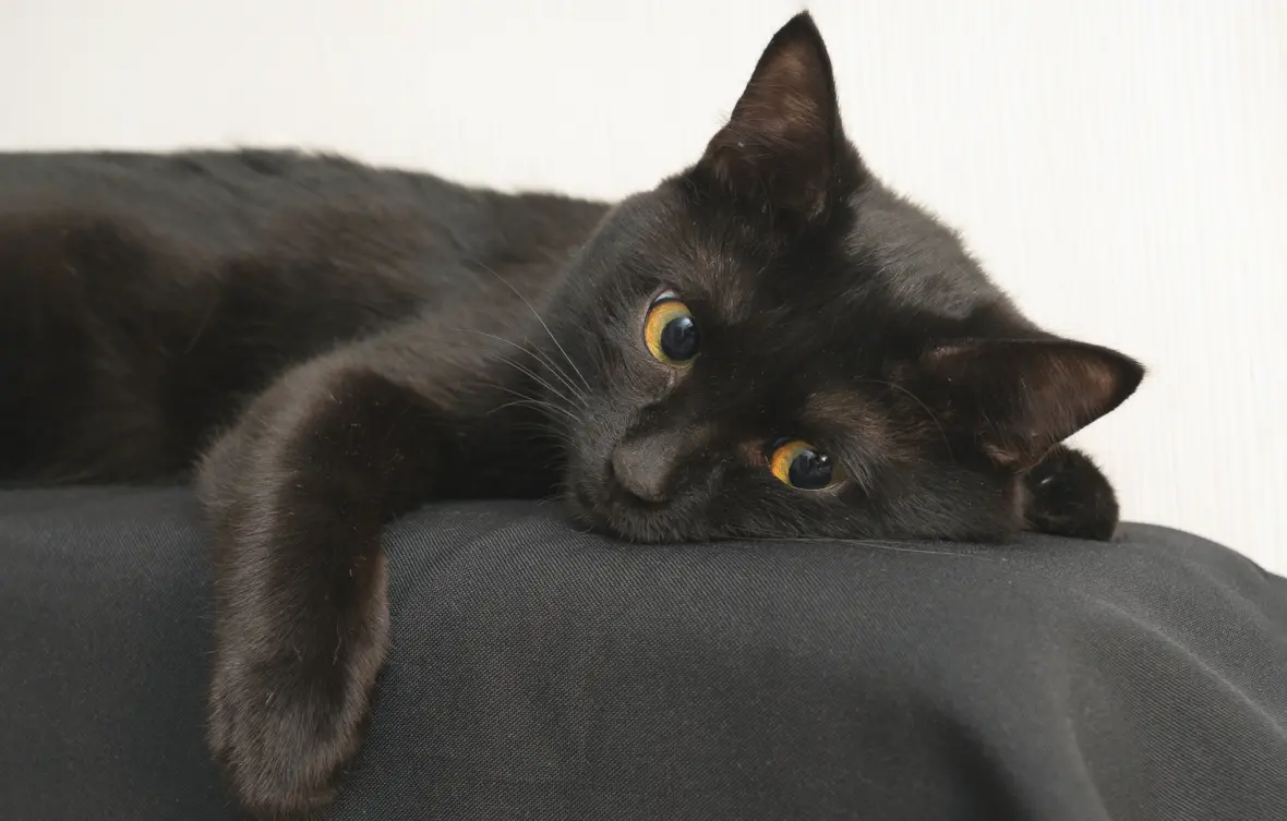 Котенок бомбейской кошки