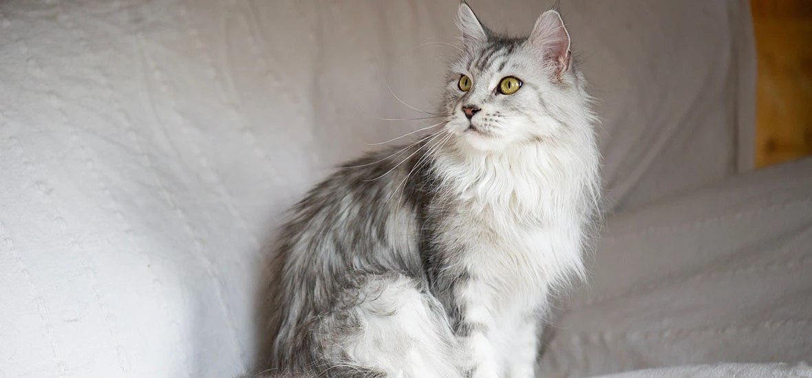 Причины возникновения эпилепсии у кошек и котов