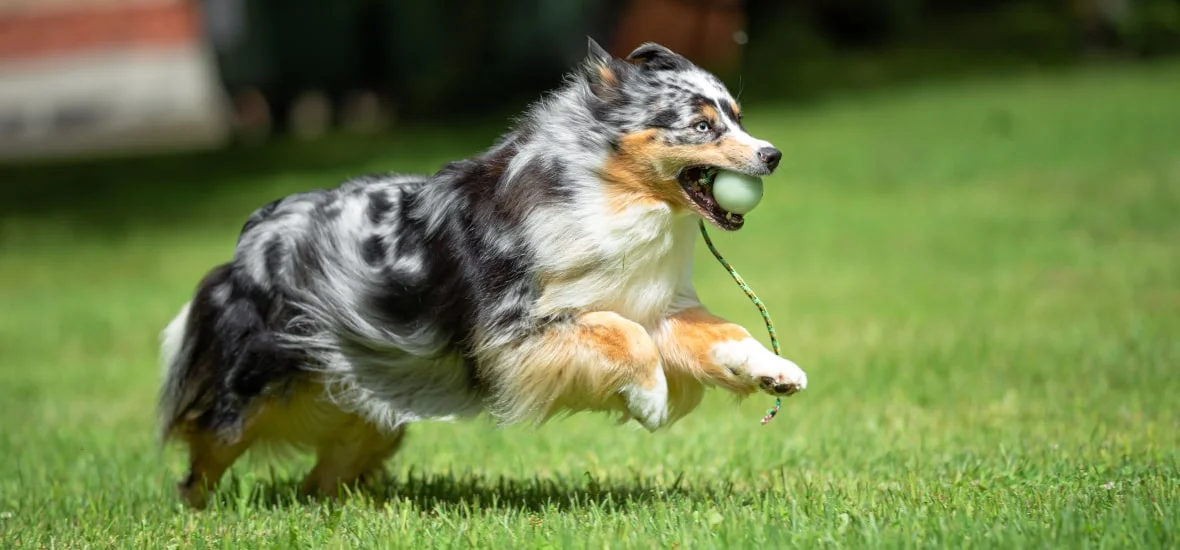 Восприятие мира собакой