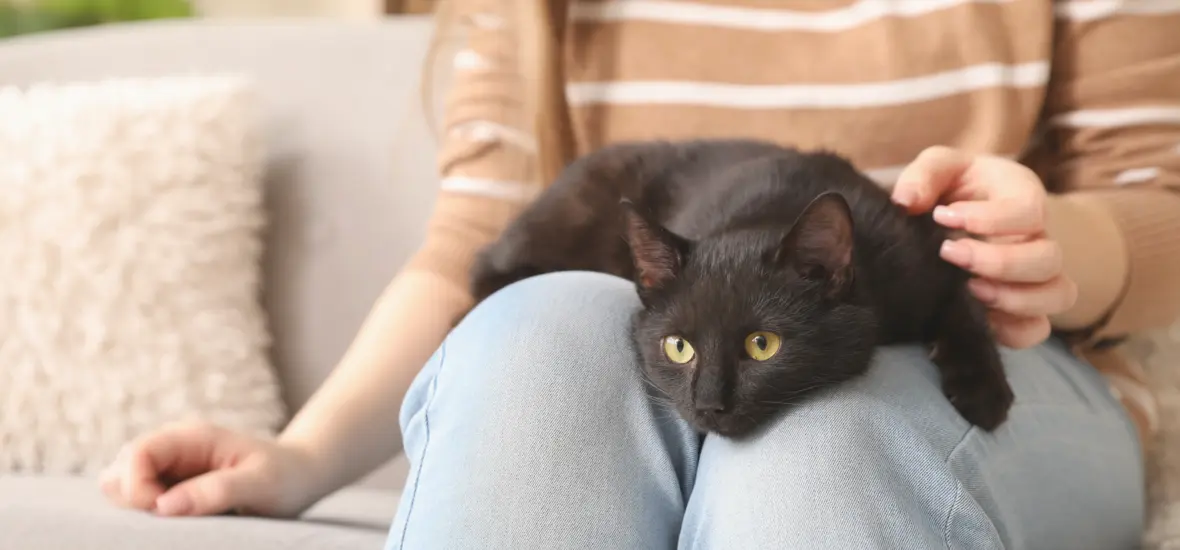 Характер бомбейской кошки
