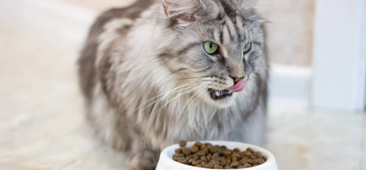 Правильный рацион для кошки