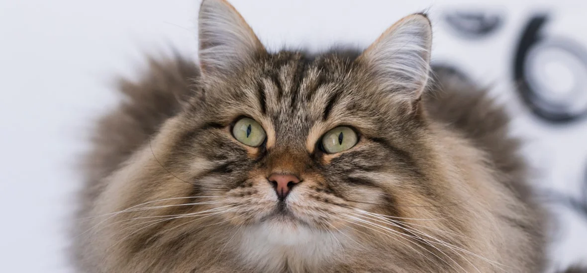 Эмоциональные реакции и стресс у кошки