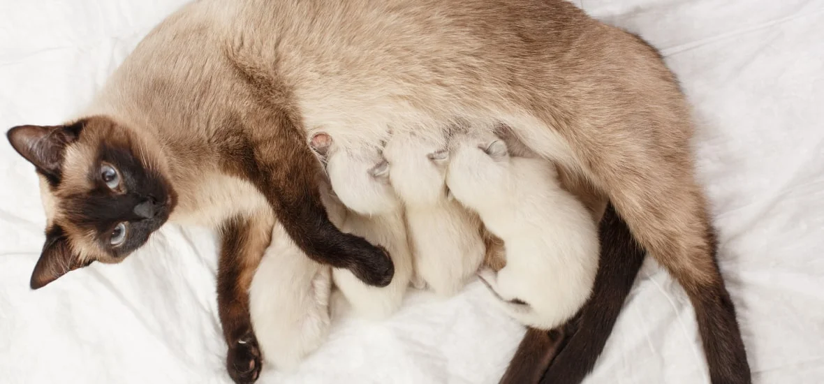 Новорожденные котята 