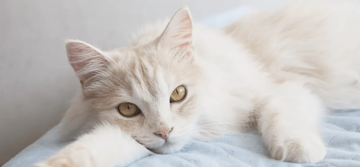 Окрасы турецкой ангоры