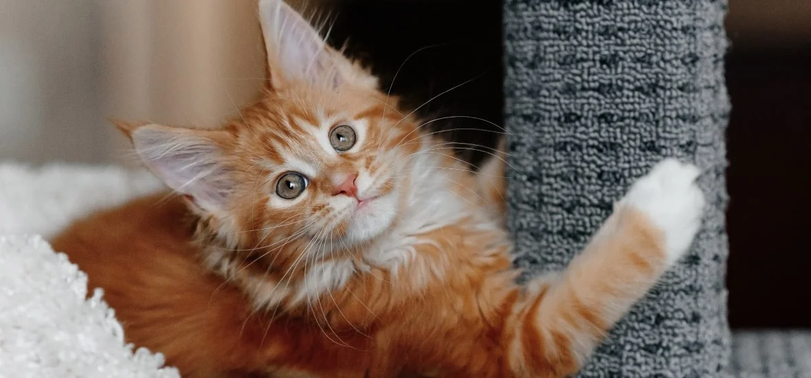 Привыкание к когтеточке