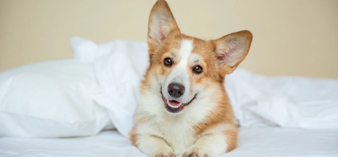 Как собаки видят окружающий мир?